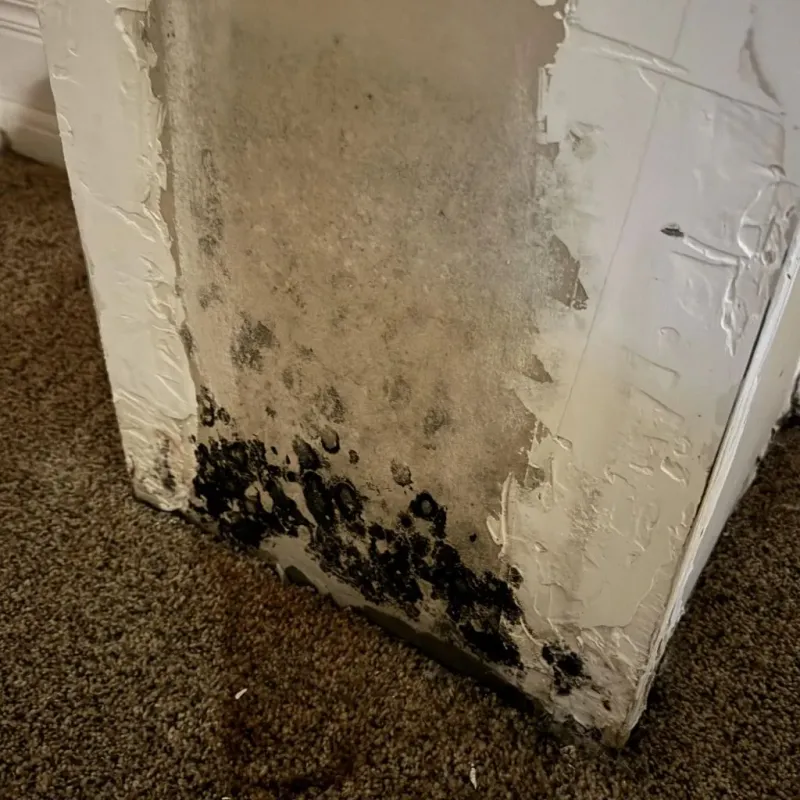 Professional Mold Removal in Denver City, TX